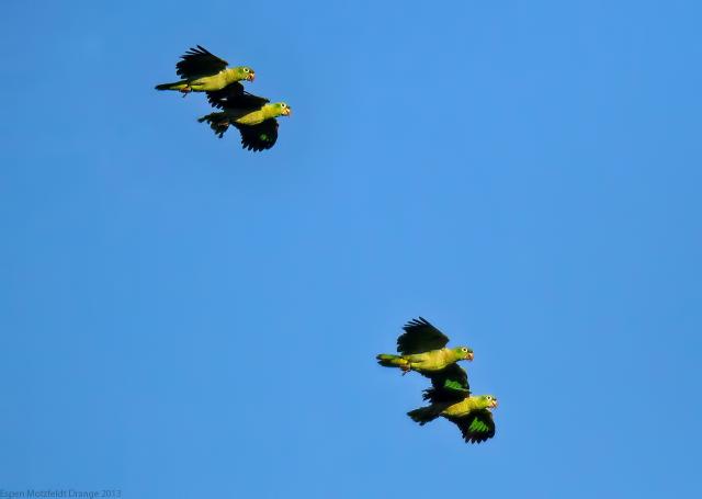 Yellow-Crowned Parrot